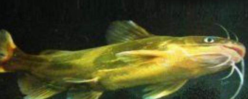 黄颡鱼一点红病防治方法，附症状
