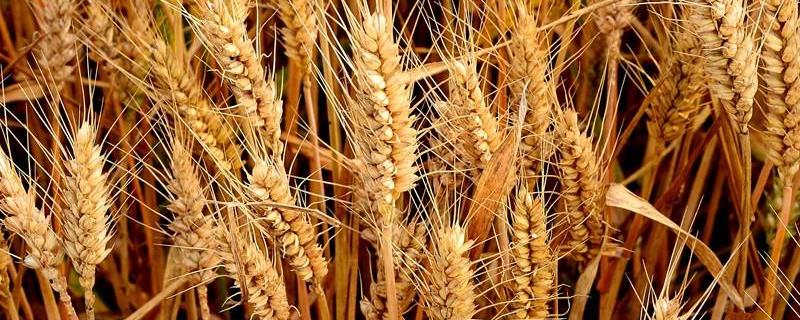 我国春小麦和冬小麦的区别，我国春麦和冬麦的种植分布