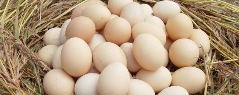 土鸡蛋和普通鸡蛋的区别是怎样？土鸡蛋和普通鸡蛋的识别