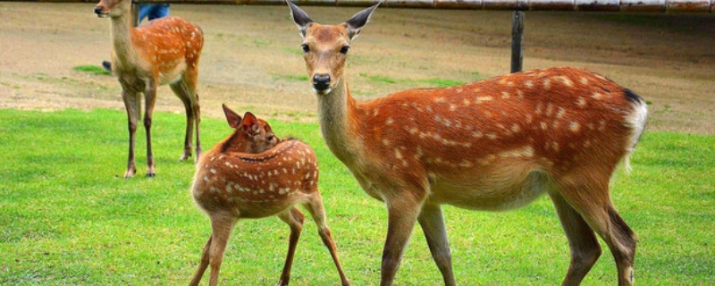 梅花鹿是保护动物吗？梅花鹿能养殖吗