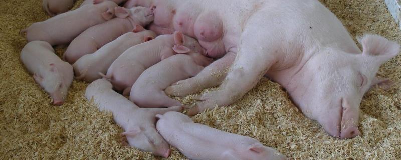 母猪饲养管理技巧，附如何使母猪在春秋分娩