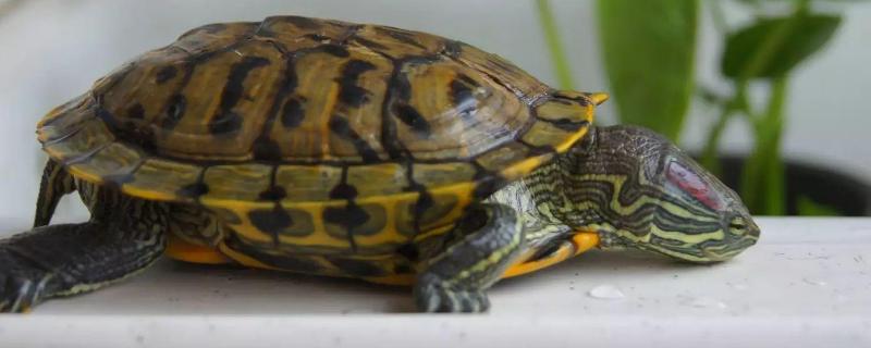 巴西龟秋天怎么养，巴西龟的生长习性