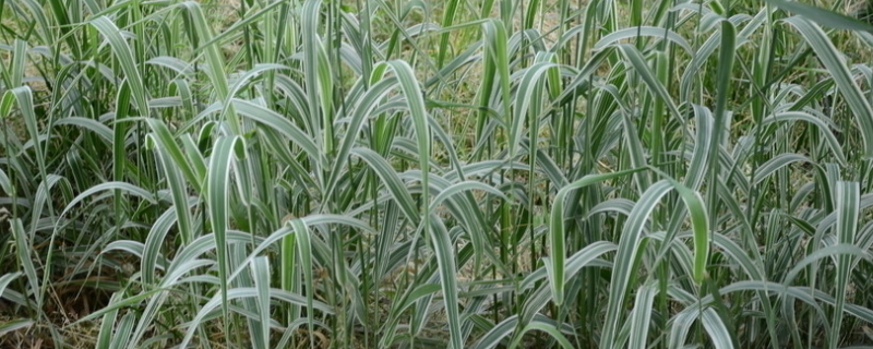 花叶芦竹的养殖方法，附生长习性与繁殖方法
