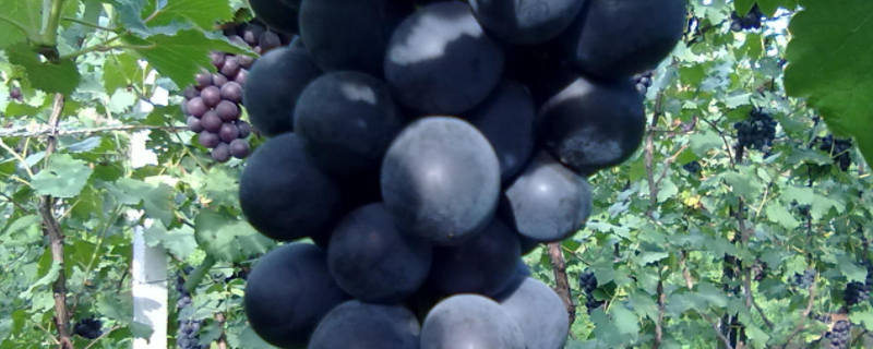 巨峰葡萄高产栽培技术，附主要性状