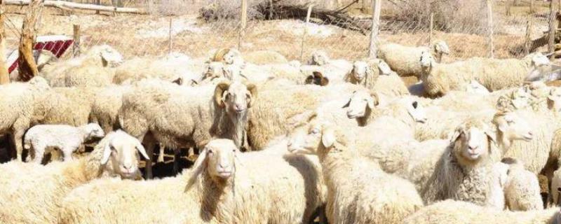 绵羊的品种有哪些？附粗毛羊绵羊种类