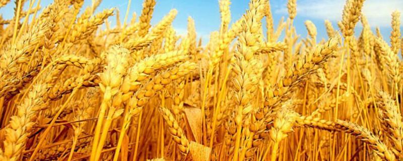 小麦的高产种植技术？小麦的栽培技术