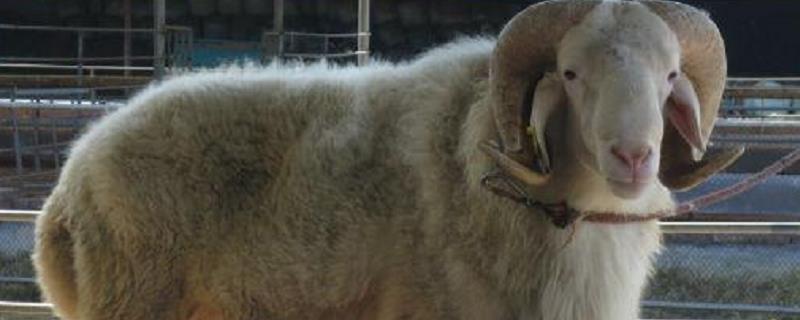 小尾寒羊常见病防治方法，各有哪些症状