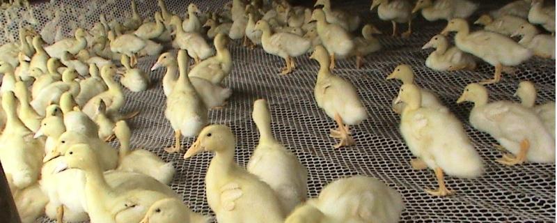 肉鸭各阶段饲料配方？从雏鸭、中鸭、育肥期三个时期来分析