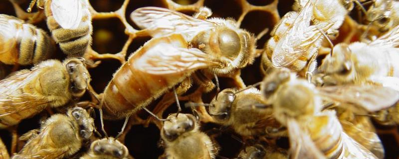 蜜蜂生产蜂王的培育技术，控制自然交尾