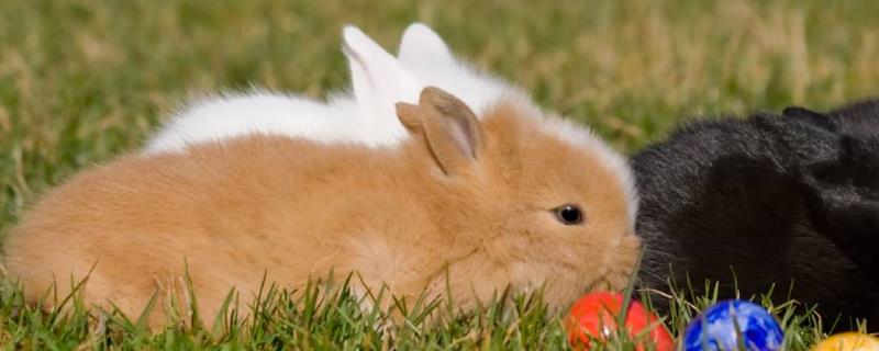 兔子饲料配方大全，不同年龄段的兔子饲料配方不同