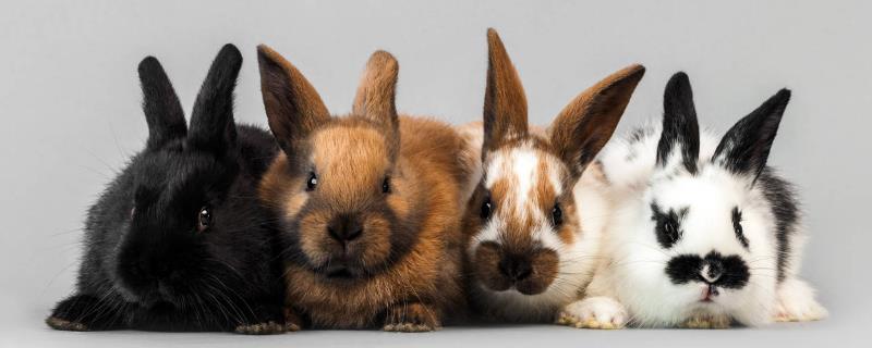 獭兔养殖与肉兔养殖的区别，从这三方面区分