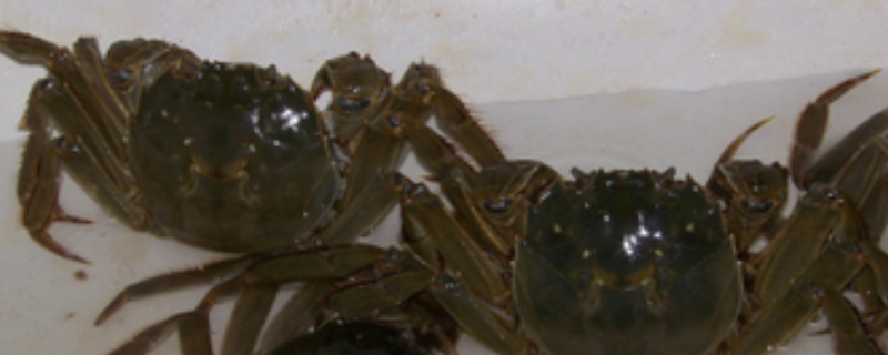 河蟹暂养的死亡原因，附暂养的注意事项