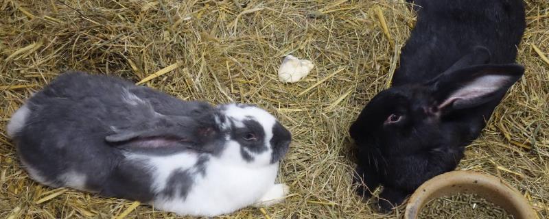肉兔配种的技术，科学安排配种繁殖季节