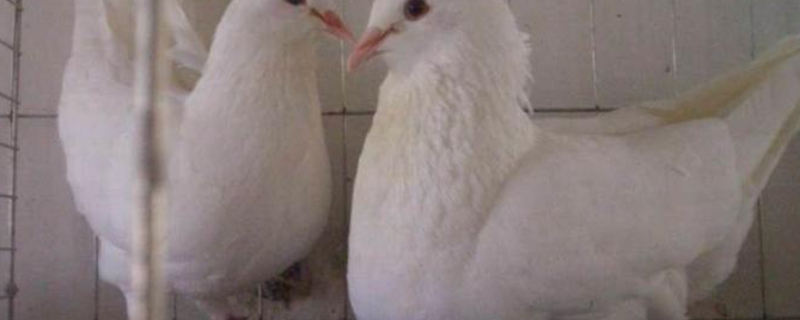 白羽王鸽高产养殖技术，什么是“拼孵三蛋“