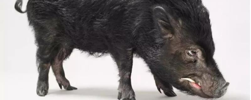 野猪养殖过程中驯化技术，小野猪相对容易驯化