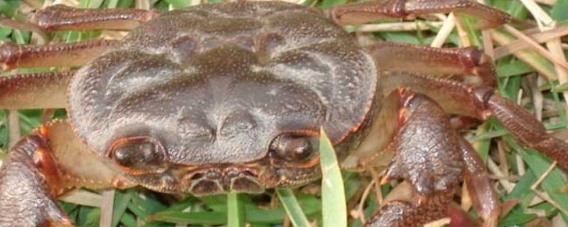 螃蟹养殖池水草栽植技术，水草的种类有哪些