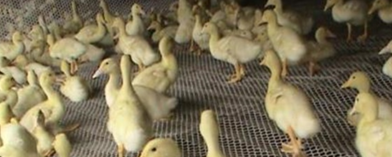 雏鸭养殖管理技术，有以下三方面