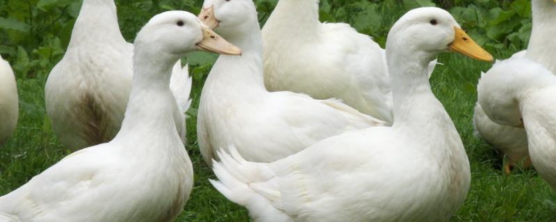 肉鸭高密度旱养技术，附喂食方法
