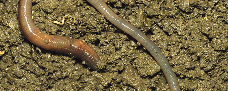 蚯蚓的养殖技术，附生活习性