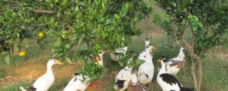 果园养鸭的技术，主要有六个方面