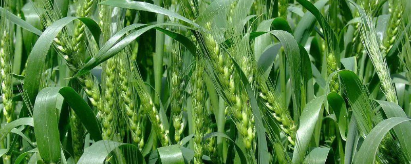 小麦返青后追肥要“三看”，看苗情施肥、看土施肥、看天施肥