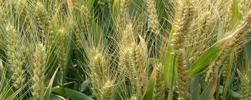 小麦应从秋播抓起，种子怎么处理