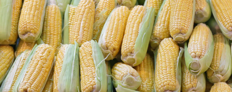 早春甜玉米种植技术要点，主要有五个方面