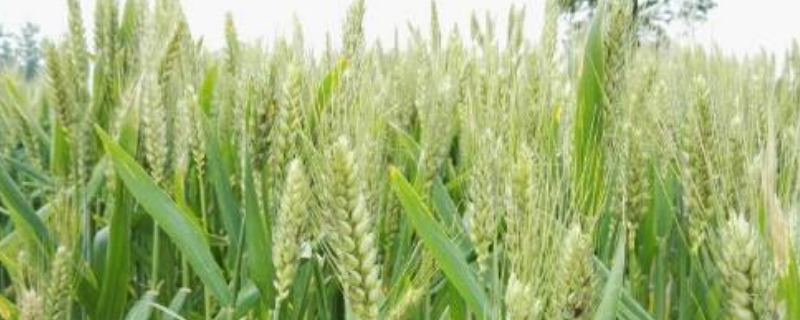 春小麦复种菜花技术，主栽品种有哪些