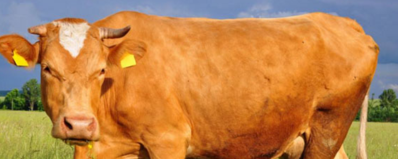 冬季孕牛的饲养管理技术，有四个方面