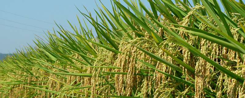 水稻种植过程中叶尖枯病防治措施，附病原及传播途径和发病条件