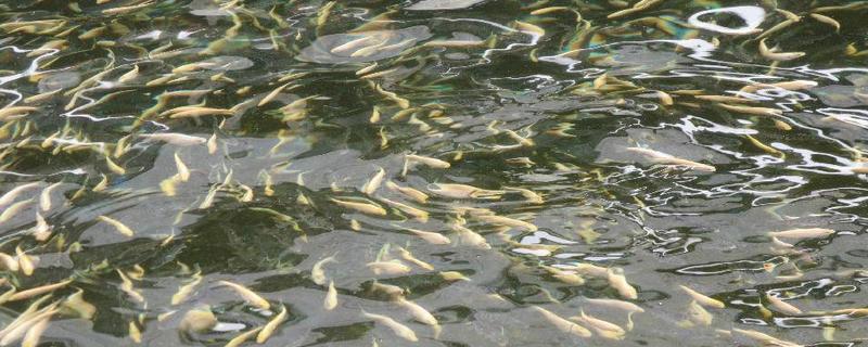 虹鳟鱼高产人工养殖技术，养殖池条件