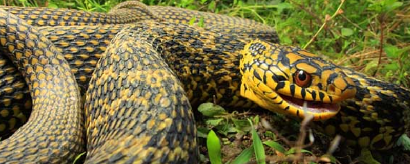 大王蛇的雌雄鉴别，附生活环境及生活习性