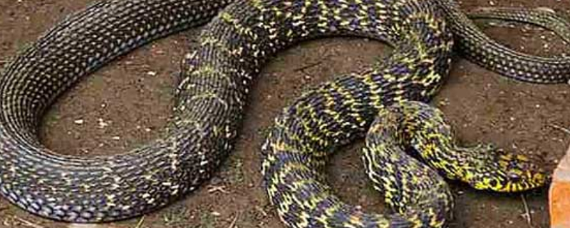 大王蛇的产地分布，附大王蛇的生活环境和生活习惯