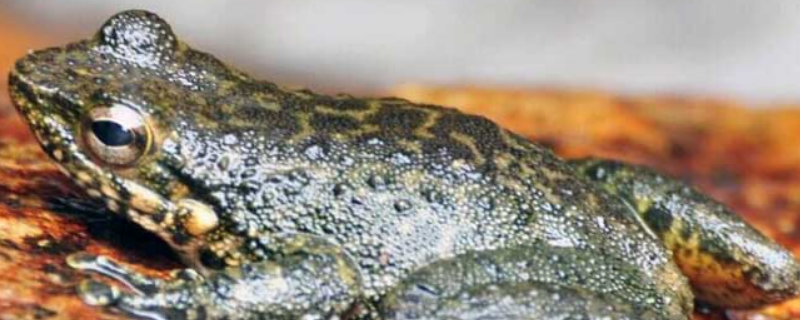 石蛙的生长习性，石蛙的发育过程