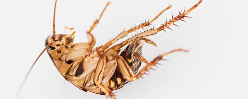 蟑螂吃什么食物？蟑螂能活多久