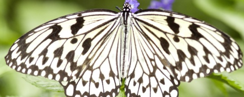 蝴蝶的生活习性，主要有以下四个方面