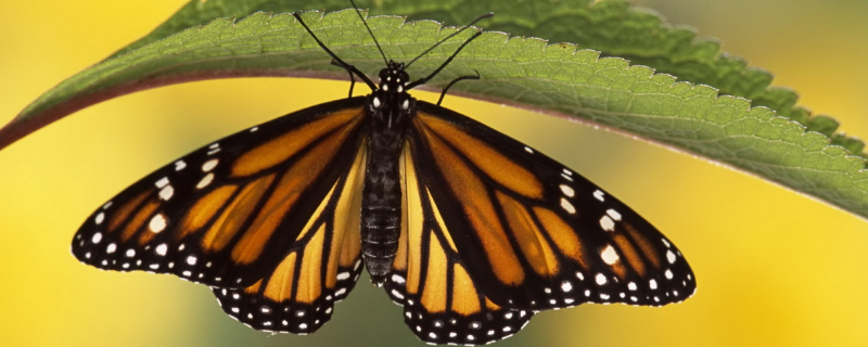 蝴蝶一生的成长过程，卵、幼虫、蛹、成虫四个时期