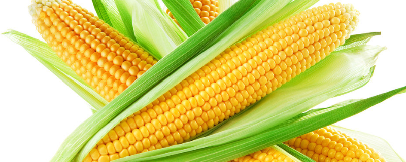 经常吃玉米会胖吗？附玉米的相关食物