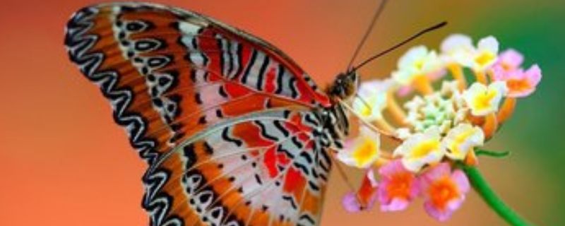 蝴蝶养殖技术，附蝴蝶的饮食习惯和生长周期
