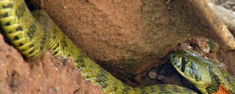 大王蛇吃什么食物，附大王蛇的产地分布
