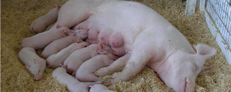 母猪产后护理措施，从检查胎衣、消炎、饲养等方面进行