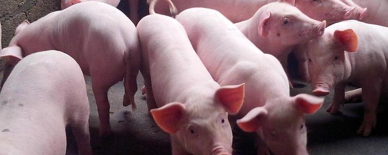 仔猪补栏饲养管理技术，附防范措施