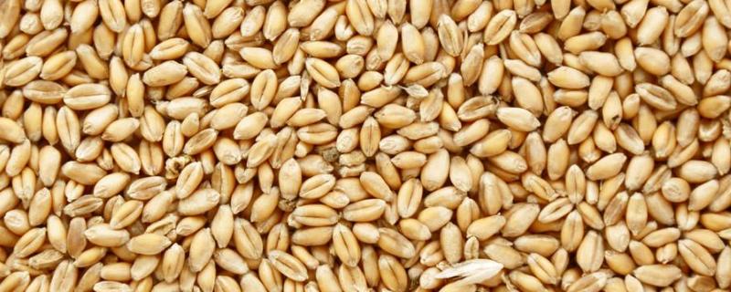 如何对小麦种子的优劣进行鉴别，从发芽能力、种子水分、种子形态和种子活力等方面进行鉴别