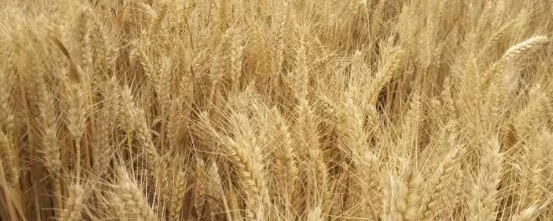 如何防治小麦播种期的病虫害技术，选择抗病虫品种