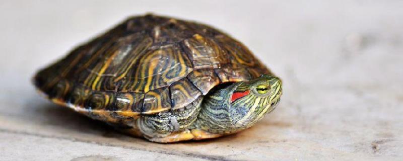 巴西龟怎么分公母？可以根据前爪、尾巴、泄殖孔等来区分