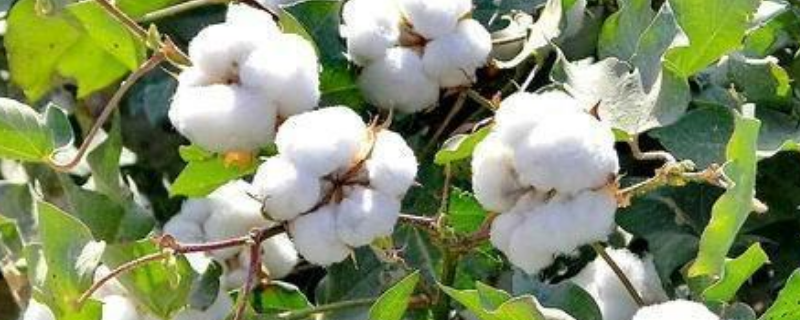 棉花种植时间是什么时候，附棉花的栽培条件