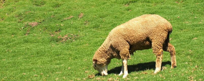 绵羊养殖技术，详细介绍