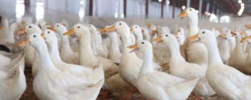 冬季肉鸭高效养殖技术，及育肥方式