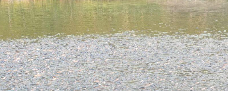 池塘主养草鱼一年两季高产技术，对水源要求高