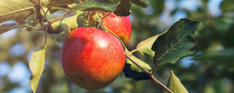 苹果树病害防治方法，为什么会有病害发生